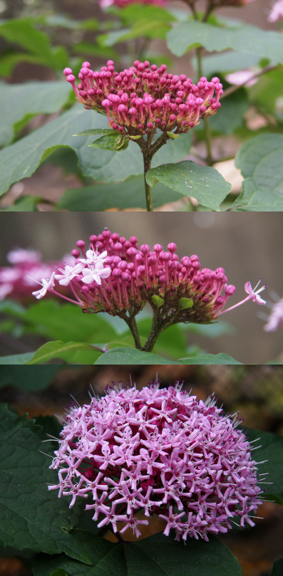 [Three photos stacked in a column. The top image shows the closed buds at the top of the plant. The flowering portion is a clump of upwards of 50 flowers in a half-globe shape. The closed buds are a purple-pink ball on an purple-pink stem. The middle image has five flowers fully opened. The bottom image shows nearly the entire clump fully blooming. Each flower has five thin petals with long stamen protruding from the centers.]